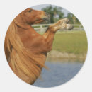 Search for rearing horse stickers Bob langrish
