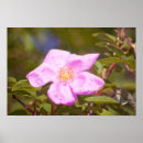 Search for shrub posters Rose