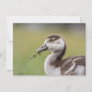 Search for cute chick cards Animal