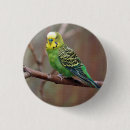 Search for parakeet badges Green