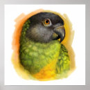 Search for senegal posters Bird