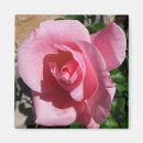 Search for hybrids magnets Pink