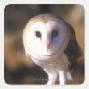 Search for land animal stickers Horizontal