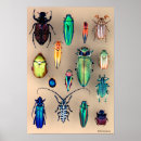 Search for beetle bug posters Bugs