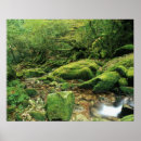Search for rainforest posters Mountain