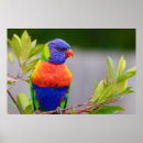 Search for lorikeets posters Colorful