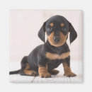 Search for miniature magnets Animals
