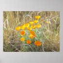Search for grass flower posters Meadow