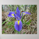 Search for iris posters Photograph
