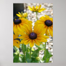 Search for rudbeckia posters Botanical