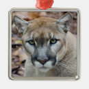 Search for cougar christmas tree decorations Wildlife