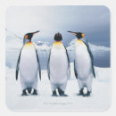Search for king penguin stickers Wildlife