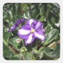 Search for african violet stickers Blue