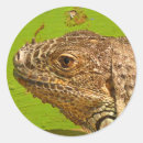 Search for iguanas stickers Animals