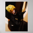 Search for pretty kitty posters Animal