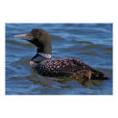 Search for loon posters Photography