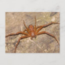 Search for arachnid postcards Wildlife