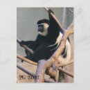 Search for monkey postcards Zoo