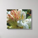 Search for azalea White
