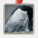 Search for sharing christmas tree decorations Share