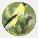 Search for goldfinch stickers Yellow