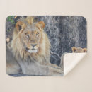 Search for lion cub blankets Big cat