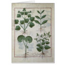 Search for medicinal plants postcards Testard