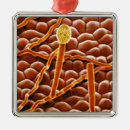 Search for biology christmas tree decorations Botany