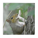 Search for squirrel tiles Woods
