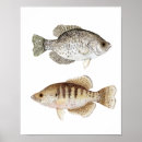 Search for bass fishing posters Crappie