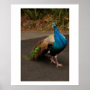 Search for peacock art Colours