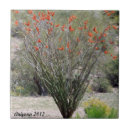Search for ocotillo Arizona