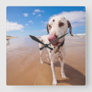Search for dalmatian dog clocks Pets