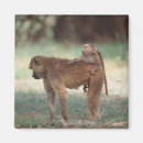 Search for baboon magnets Outdoors