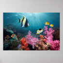 Search for coral reef posters Maritime