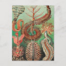 Search for worm postcards Ernst haeckel
