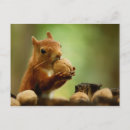 Search for funny wildlife postcards Squirrel