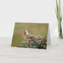 Search for female cards Cardinal