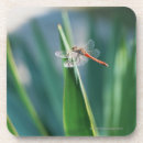 Search for dragonflies coasters Nature