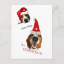 Search for smile christmas cards Pets