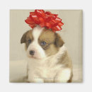 Search for puppy magnets Mammal