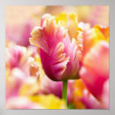 Search for spring bulbs posters Nature