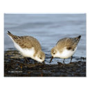 Search for shares paper posters Nature