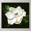 Search for magnolia posters Watercolor