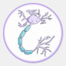 Search for neuron stickers Neuroscience