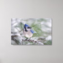 Search for blue jay bird canvas prints Songbird