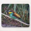 Search for passerines Colourful