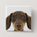 Search for doxies badges Brown