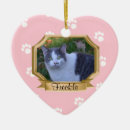 Search for pet supplies Kitten