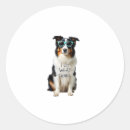 Search for blue merle stickers Puppy